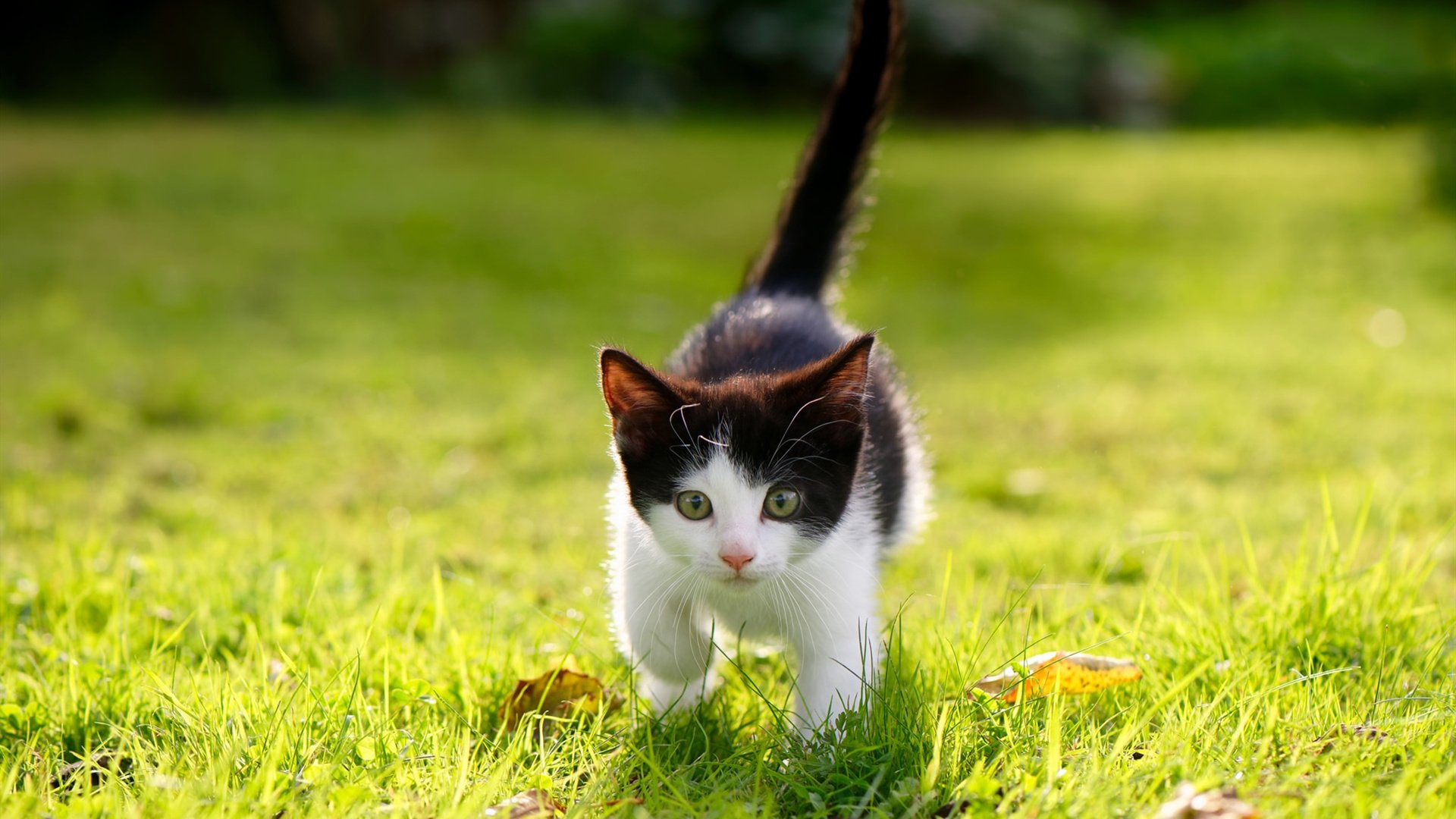 节奏之争，当几内亚的坚韧遭遇丹麦的精密—一场跨领域的西决生死战