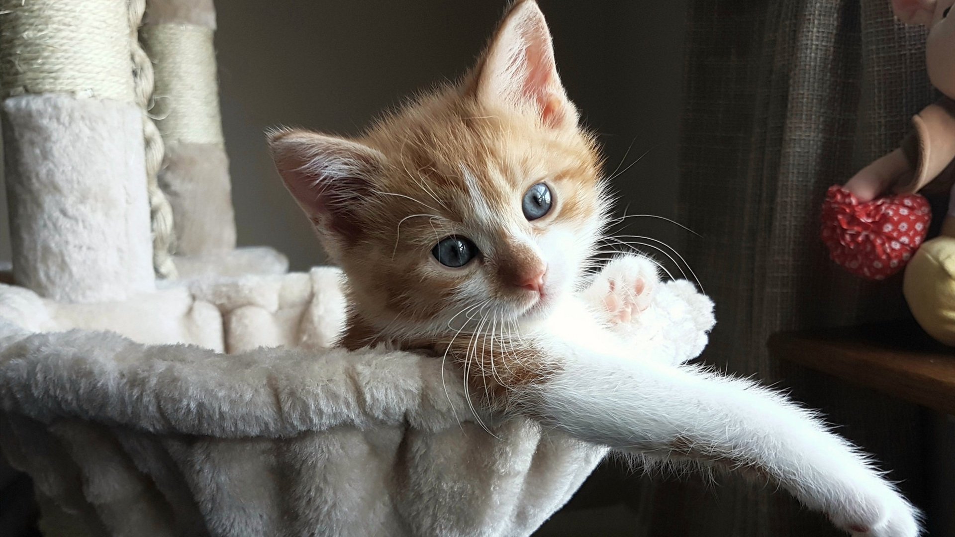 听罢终场哨响，惟有福克斯之名如王者烙印