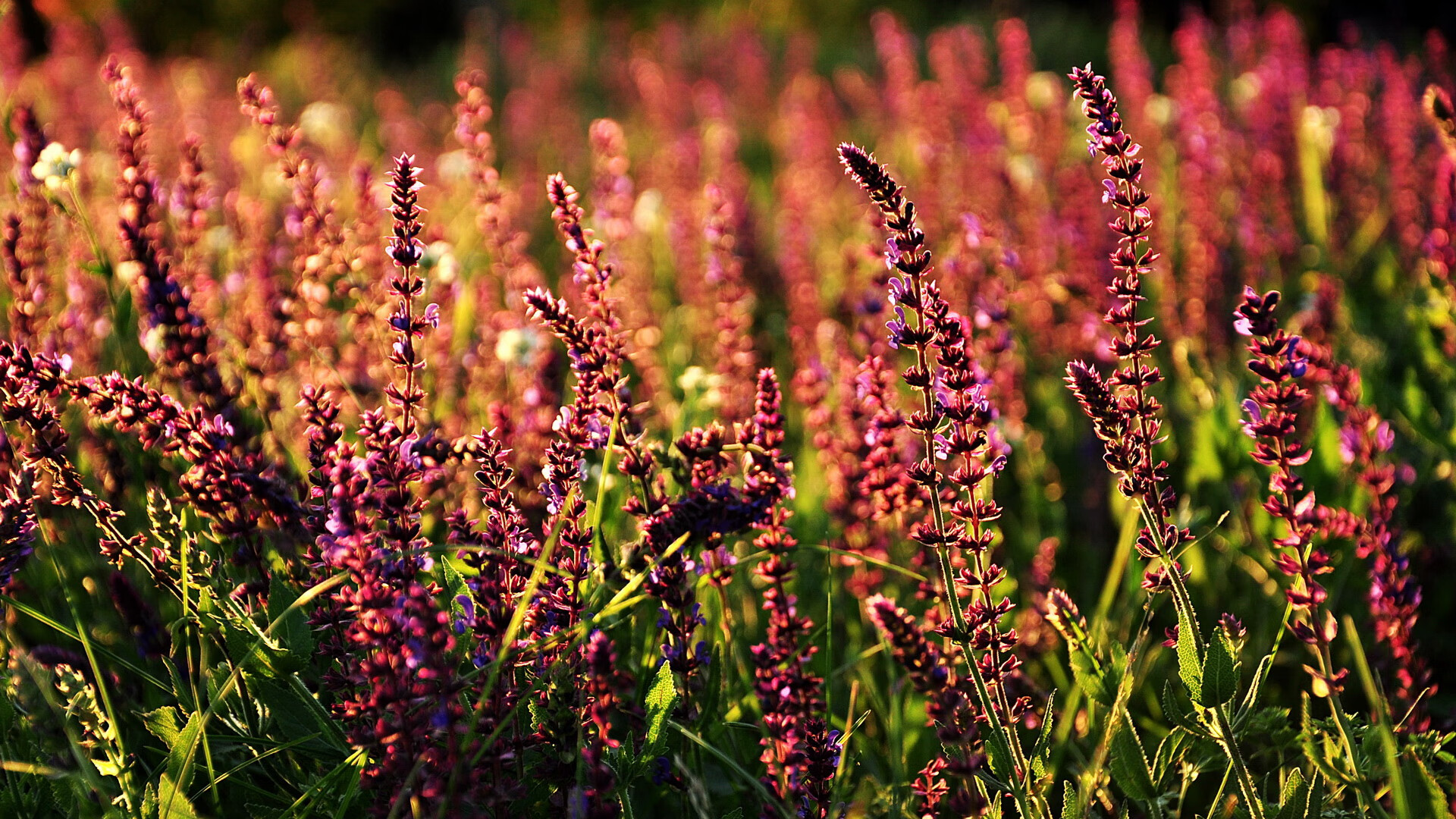 铁血防线围猎雄狮，阿坎吉如何以瑞士精度锁死塞内加尔