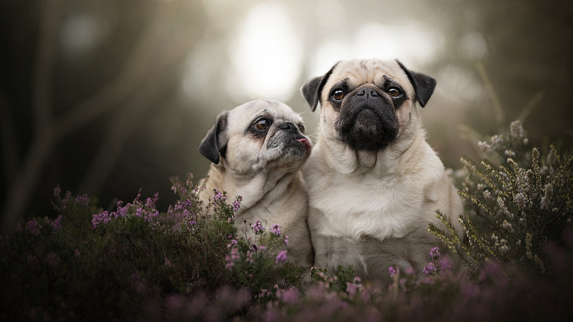 布伦森撕裂的不止防线,还有次元壁,当纽约风暴席卷五棵松