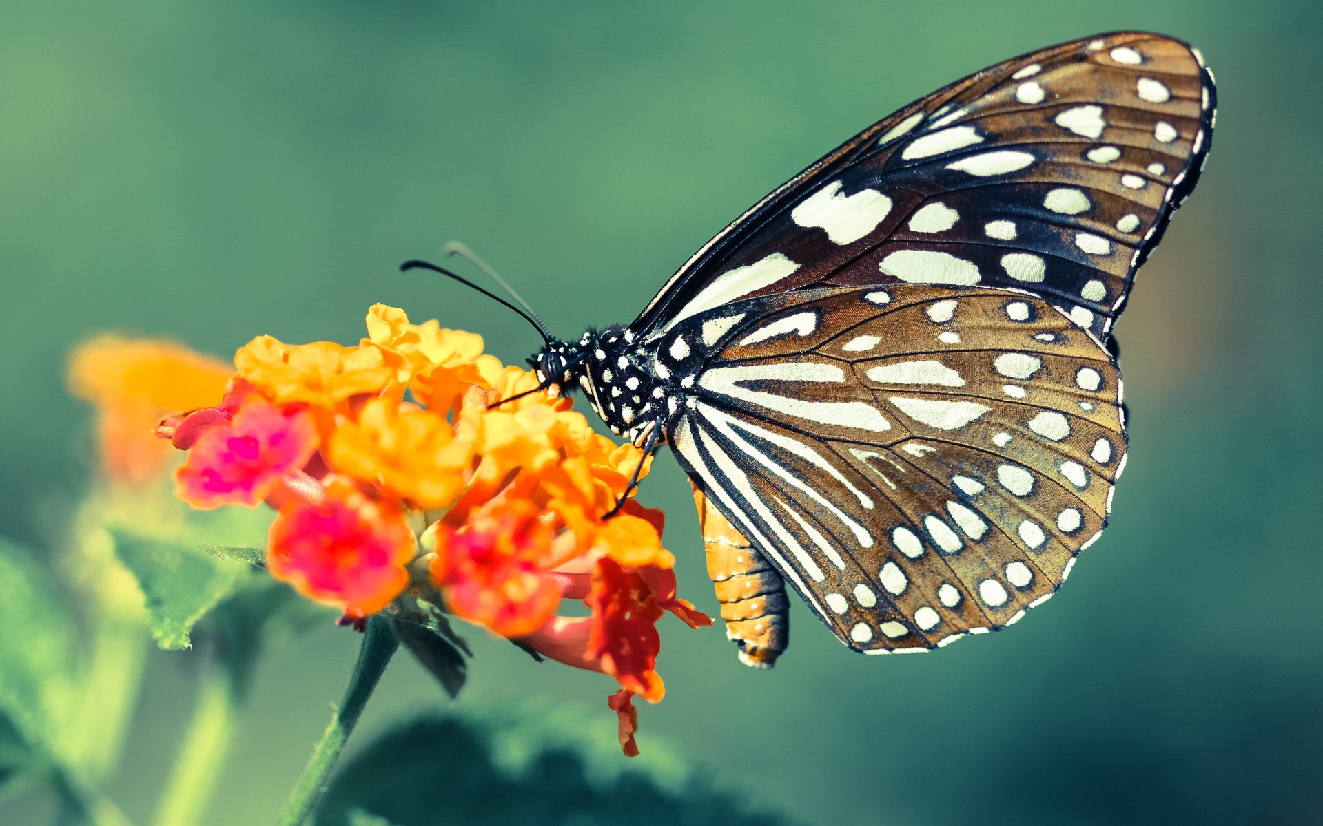蓝红风云录，奥运关键战的隐喻