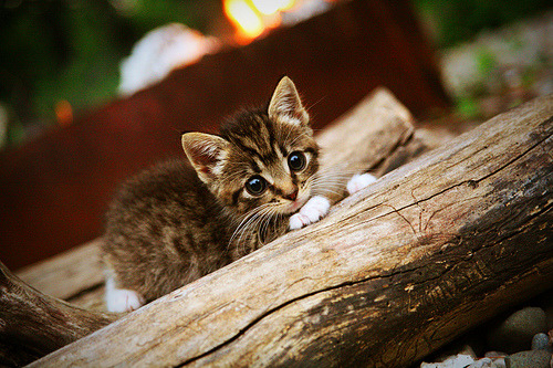 血战与圣歌，霍勒迪那不合理的生涯之夜
