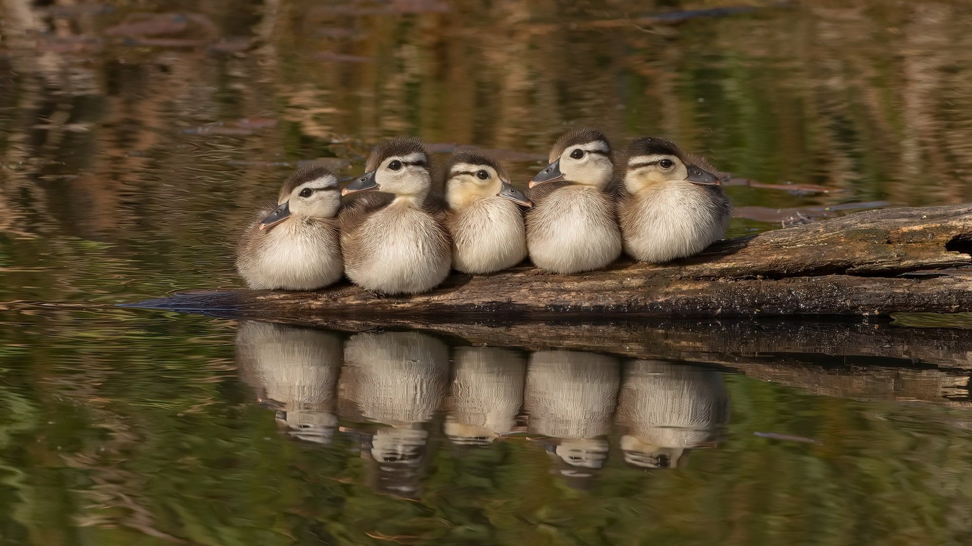 当戈贝尔在太原掀起巴黎铁塔风暴,一场跨越次元壁的生涯之夜