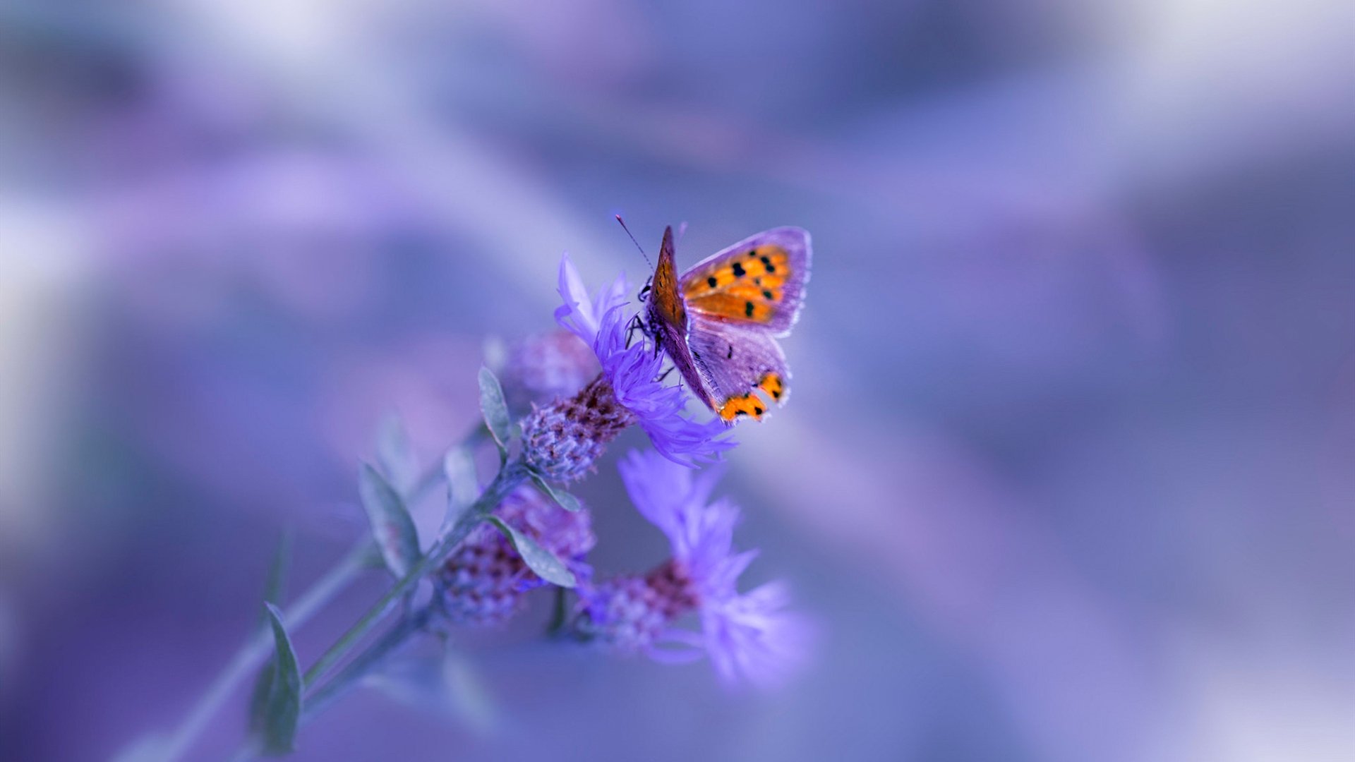 南美狂想曲与沥青赛道上的变奏曲，当智利掀翻巴拉圭，德里赫特在F1街道赛接管比赛