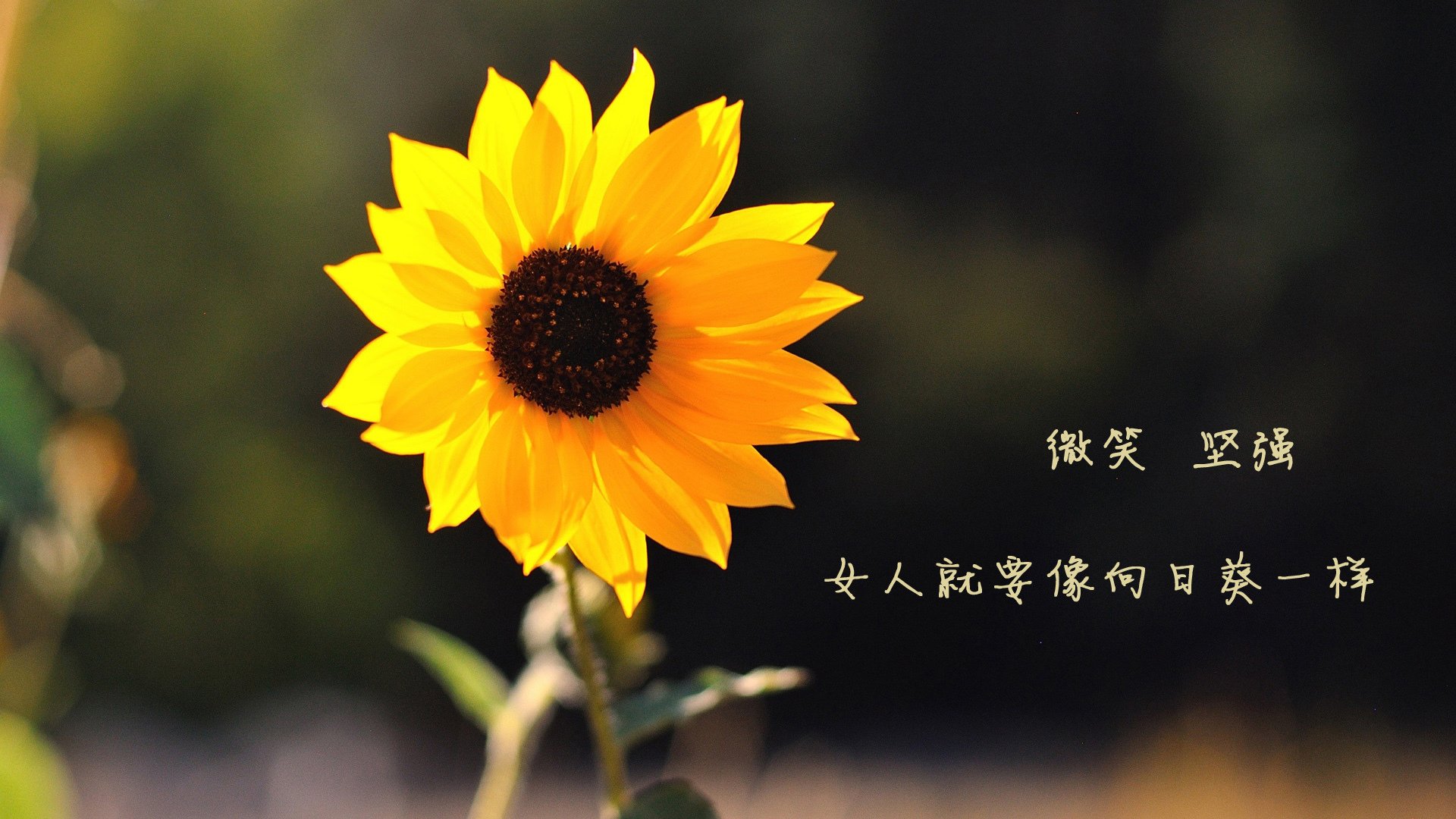 雷火电竞入驻-独行侠与班凯罗，一场横跨大西洋的隔空对话，燃烧球场双生焰