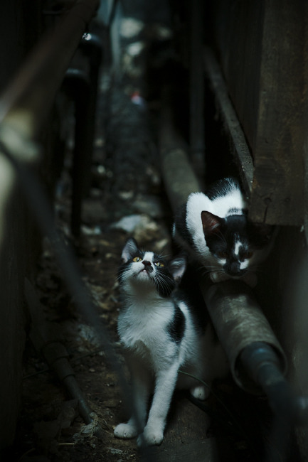 雷火电竞官网-夜宴伯纳乌，一个巴西人在拜仁的救赎