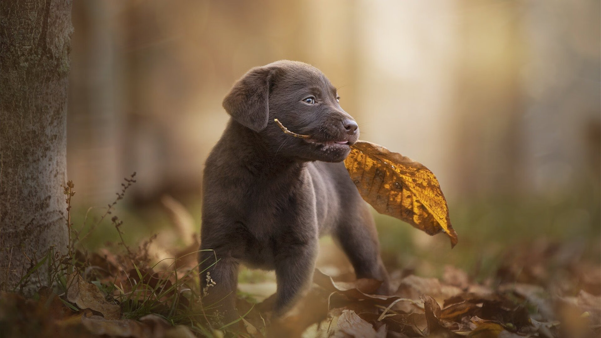 跨界对决引爆篮球宇宙！39岁詹姆斯打爆防线，马刺险胜广厦背后的唯一性启示