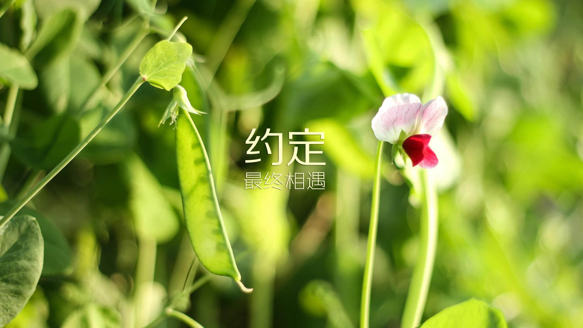 利雅得之夜，萨内寒光一闪，哥伦比亚用犀利二字撕碎2026世界杯C组悬念